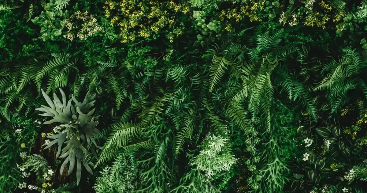 Lush green foliage wall with ferns and small white flowers